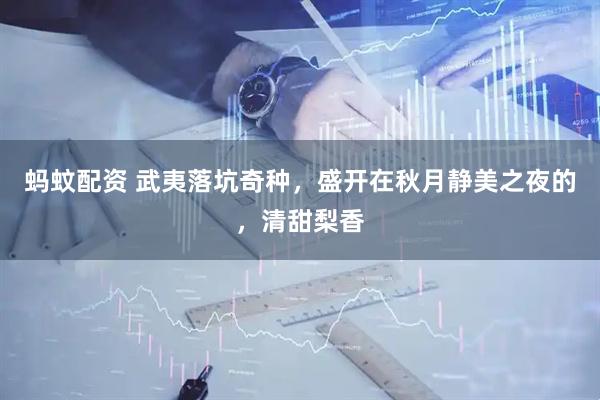 蚂蚊配资 武夷落坑奇种，盛开在秋月静美之夜的，清甜梨香